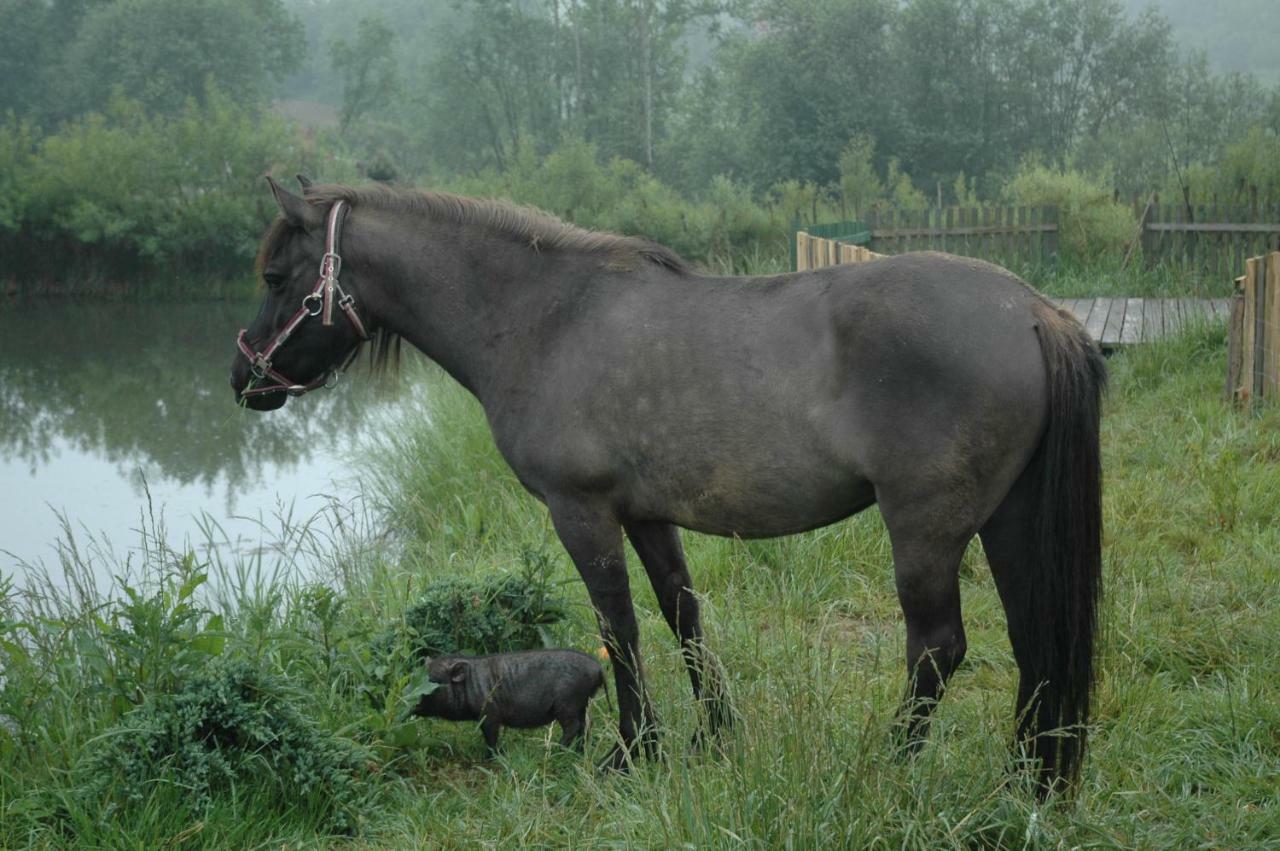 Wodne Ogrody Vila Dobczyce Exterior foto